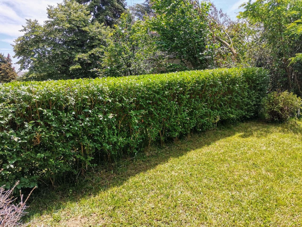 Подкастрен храст