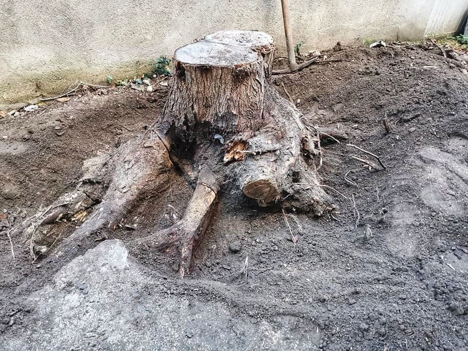 Изкореняване на корени и дънери