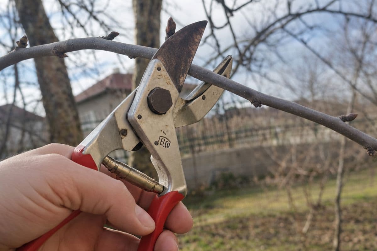 Резитба на дървета